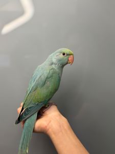Намистовий папуга, ожереловий ручний папужка