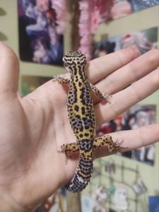 Девочки еублефары