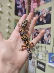 Девочки еублефары