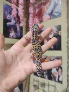 Девочки еублефары