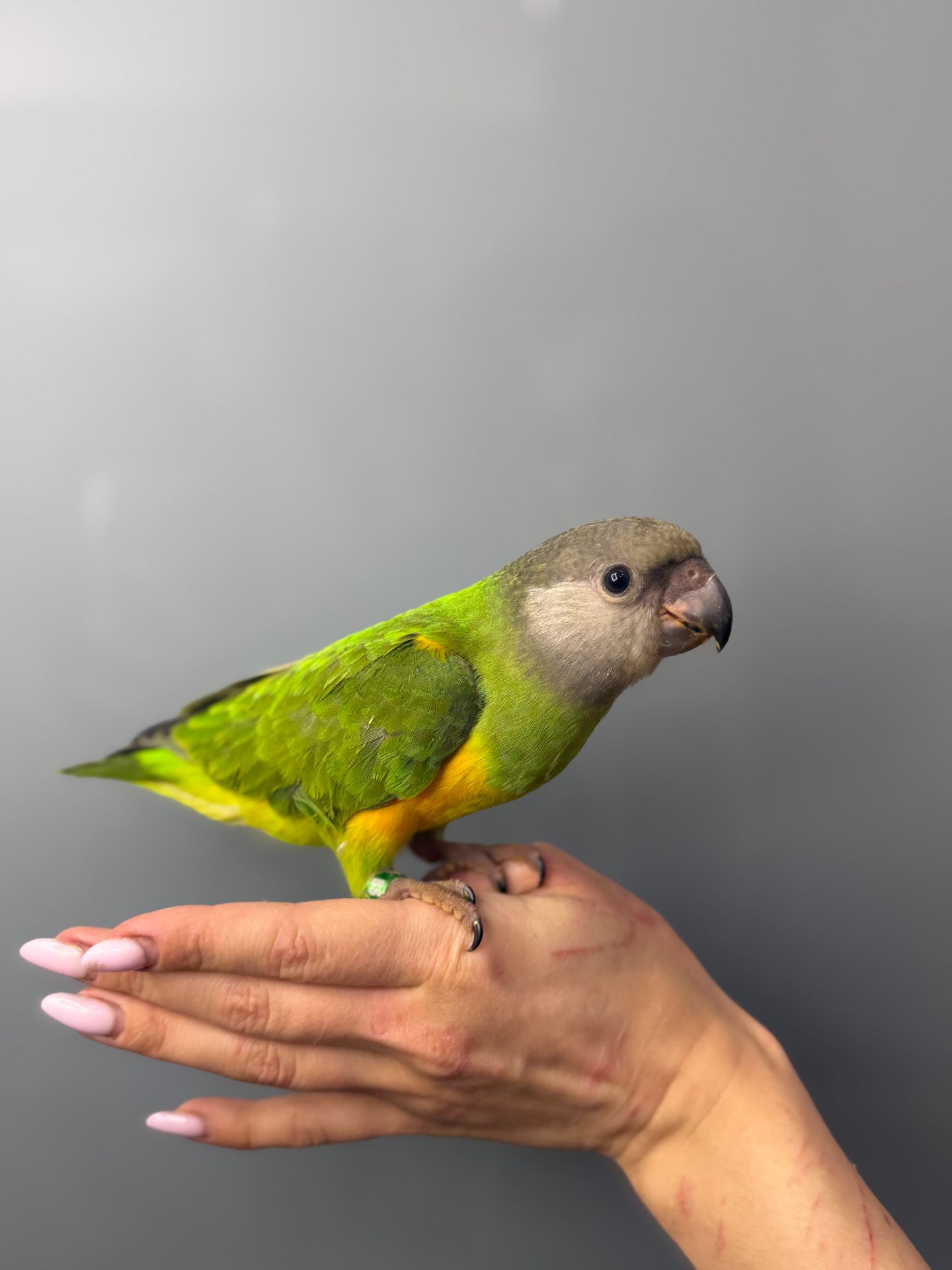Сенегальський папуга, ручний папуга сенегал