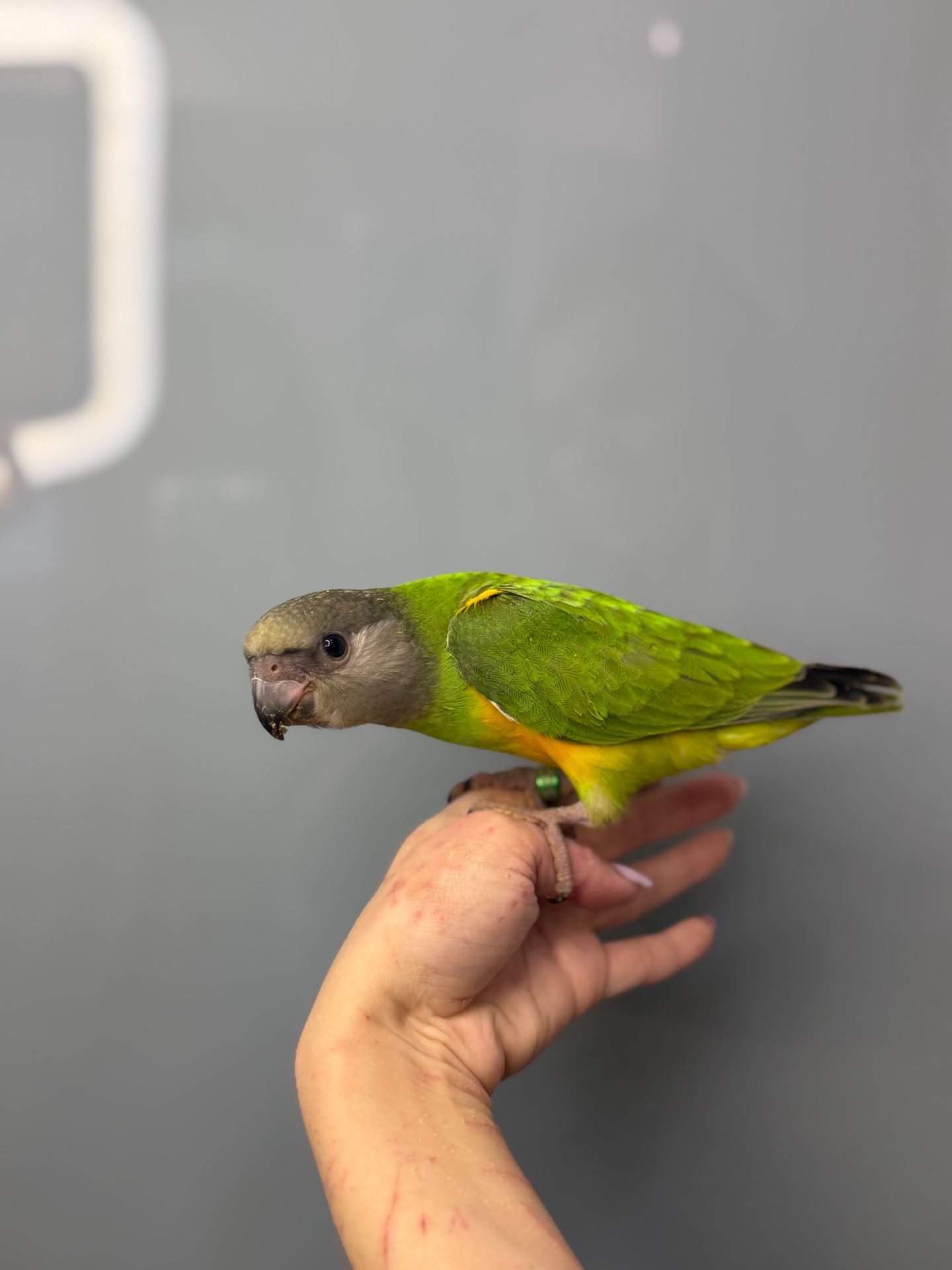 Сенегальський папуга, ручний папуга сенегал