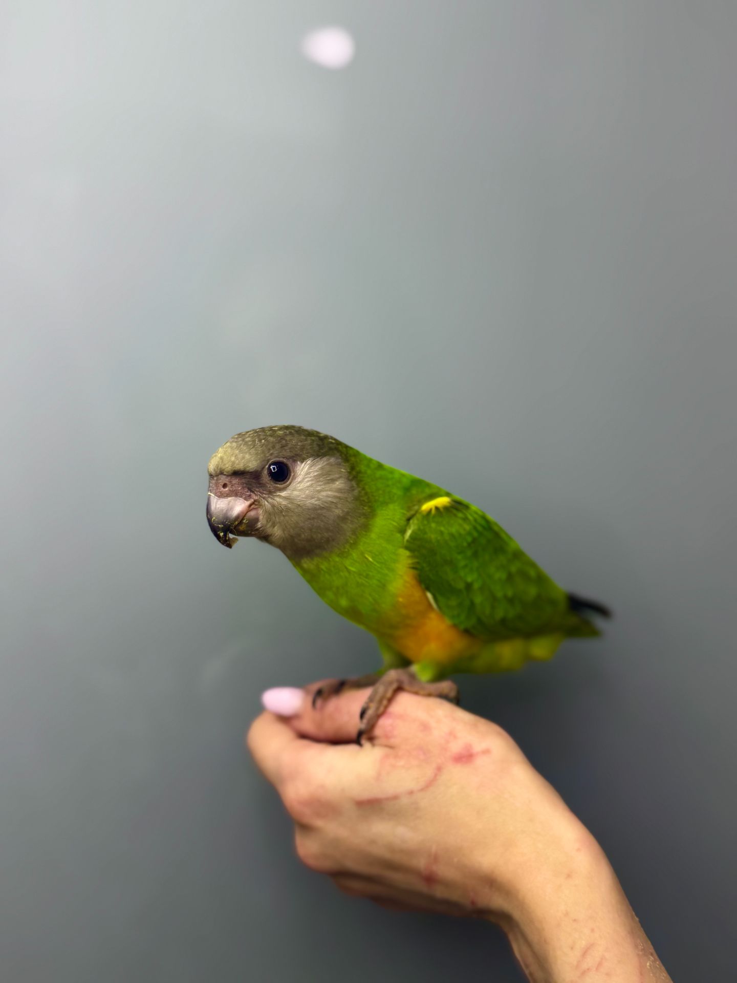 Сенегальський папуга, ручний папуга сенегал