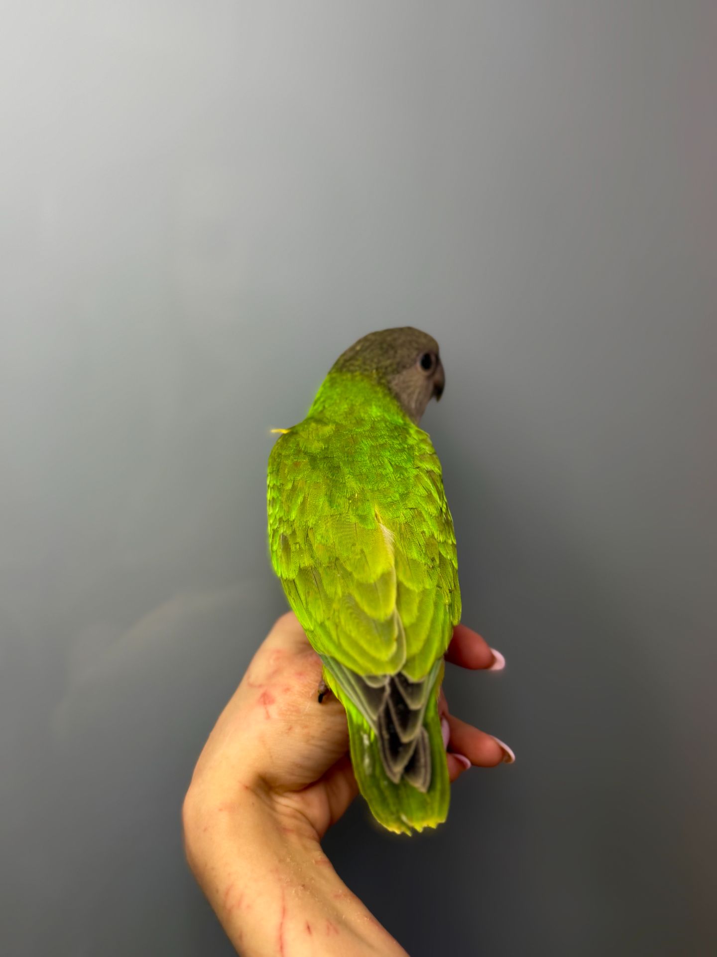 Сенегальський папуга, ручний папуга сенегал