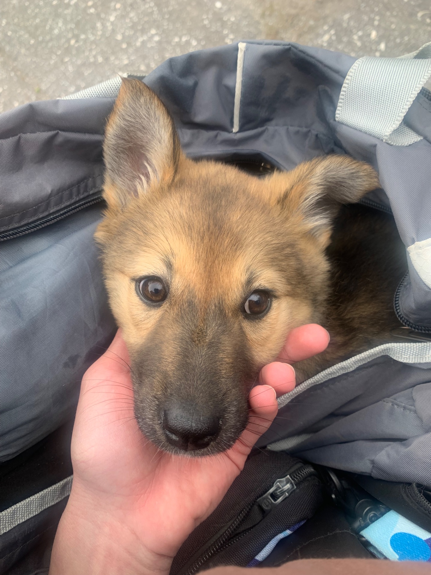 Символічна плата за красивого метиса