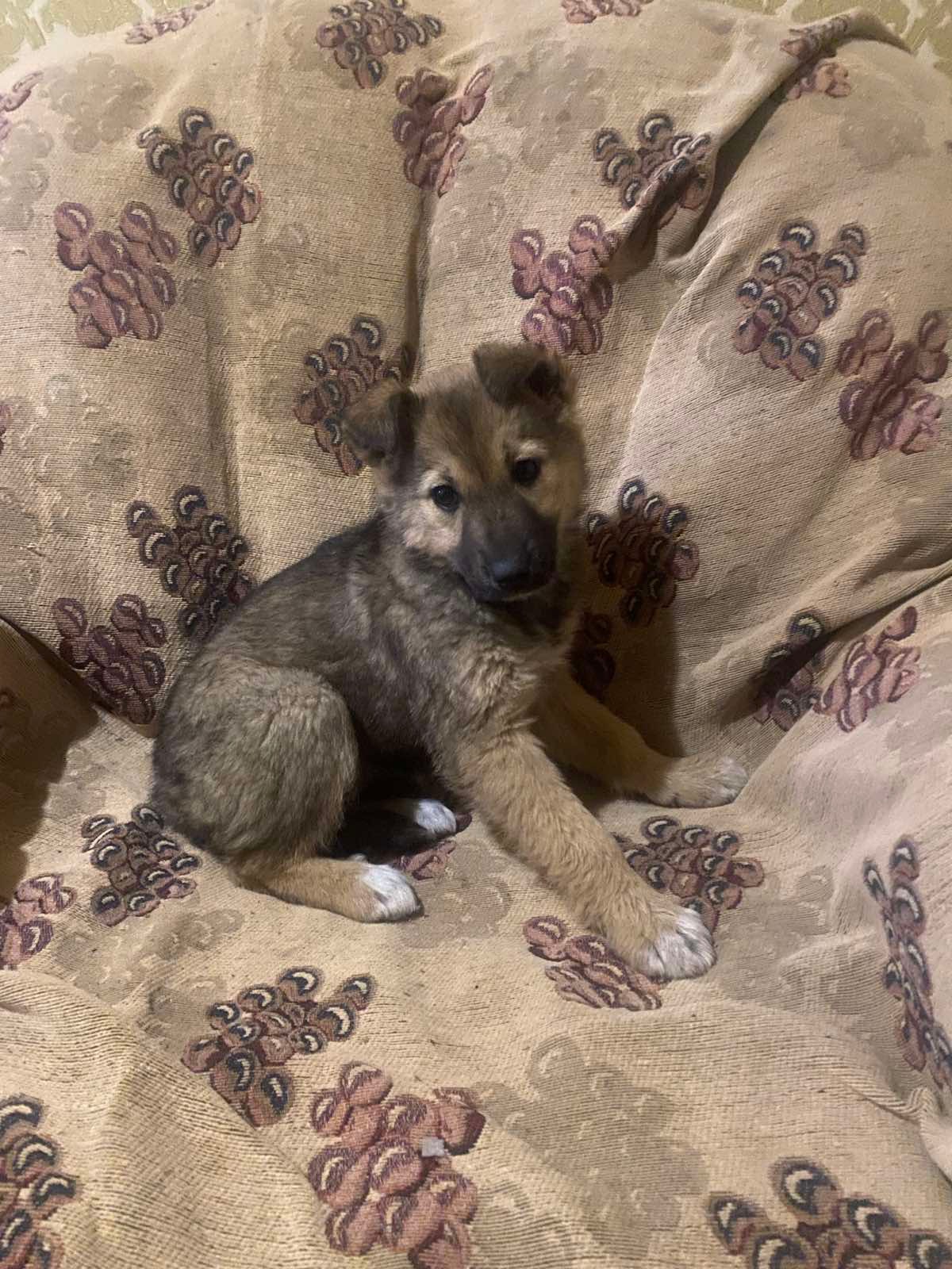 Символічна плата за красивого метиса