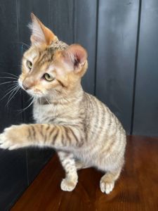 Котик породи тойгер, звати Ніс