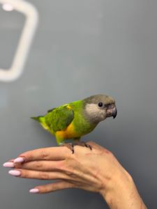Сенегальський папуга, ручний папуга сенегал