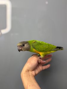 Сенегальський папуга, ручний папуга сенегал