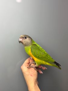 Сенегальський папуга, ручний папуга сенегал
