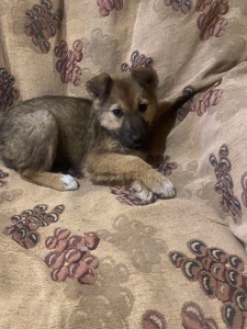 Символічна плата за красивого метиса