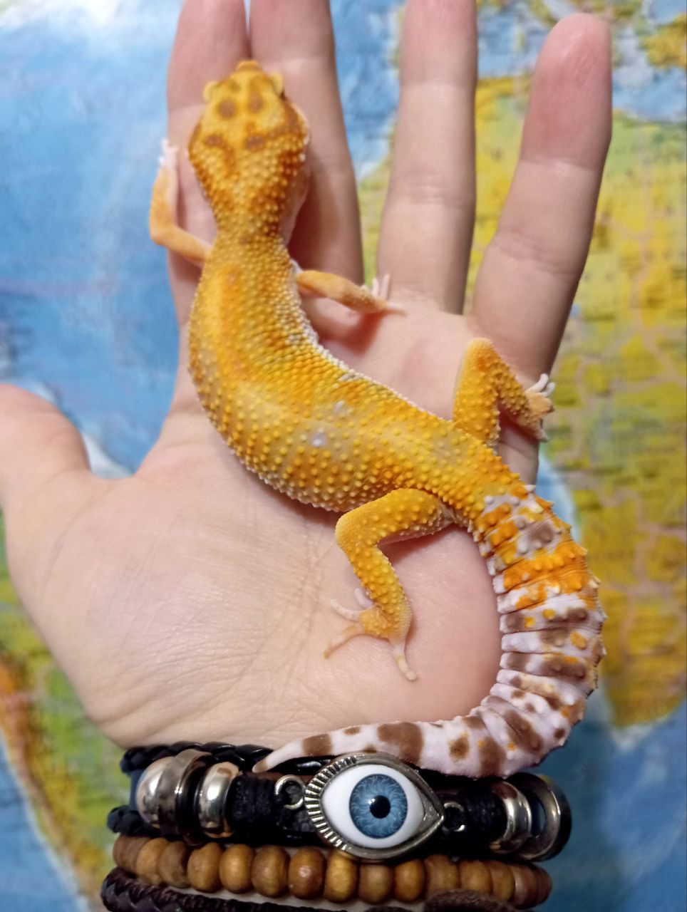 Леопардовый геккон эублефар.Ящерка