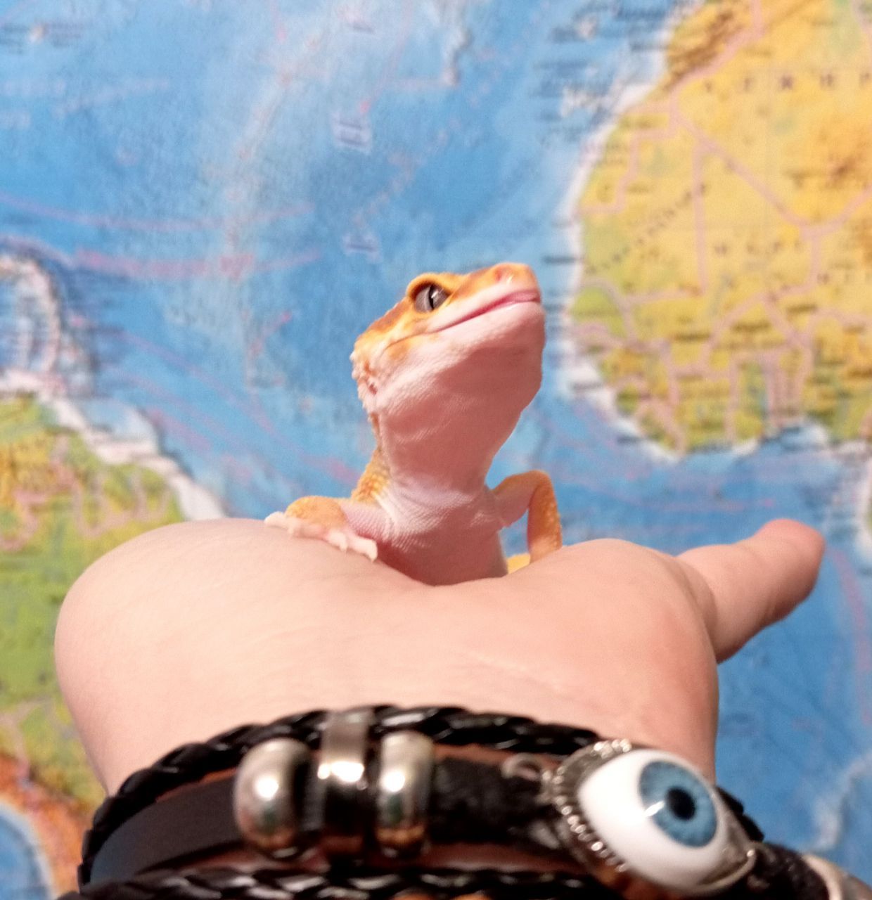 Леопардовый геккон эублефар.Ящерка