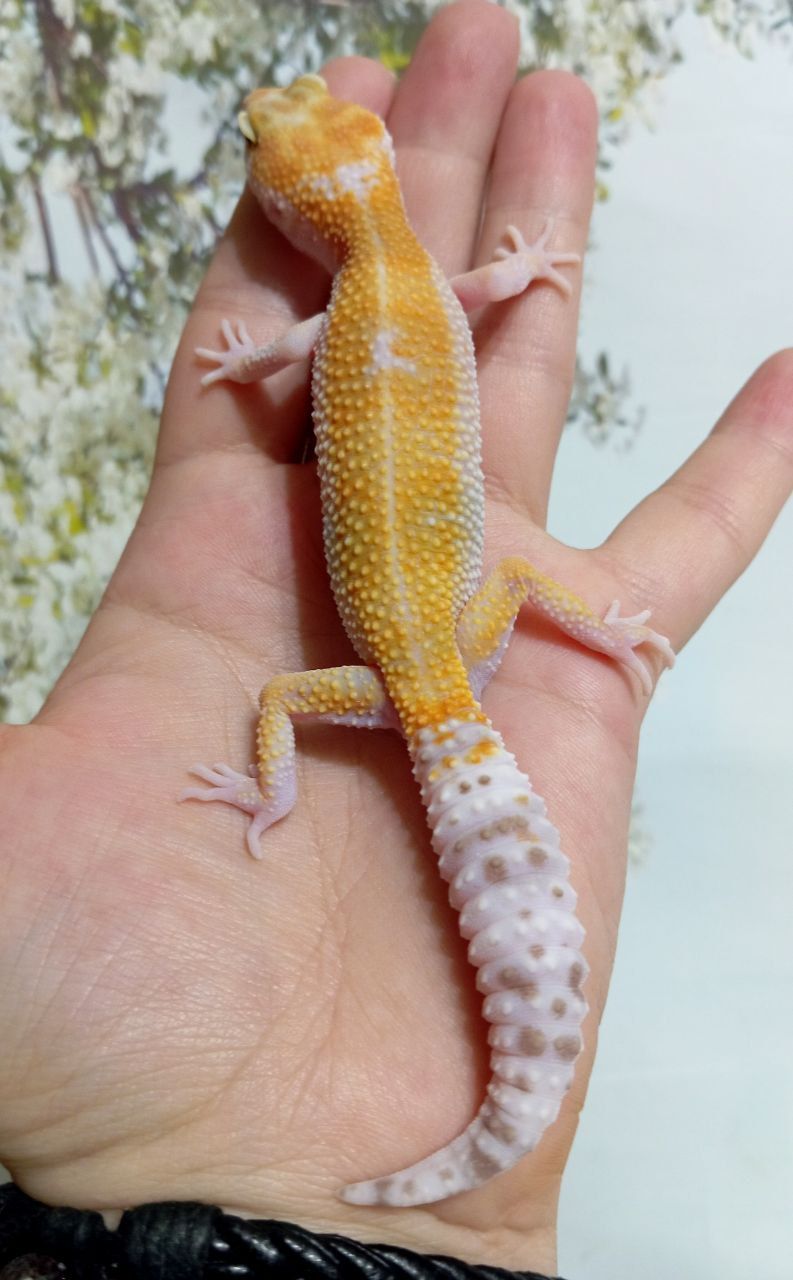 Леопардовый геккон эублефар