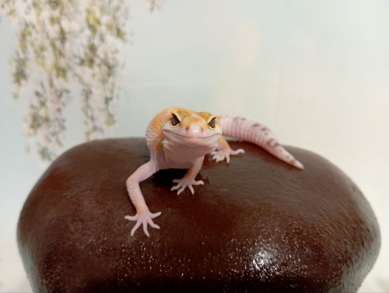 Леопардовый геккон эублефар