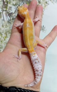 Леопардовый геккон эублефар