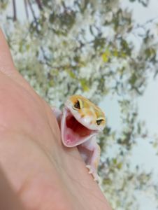 Леопардовый геккон эублефар