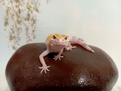 Леопардовый геккон эублефар