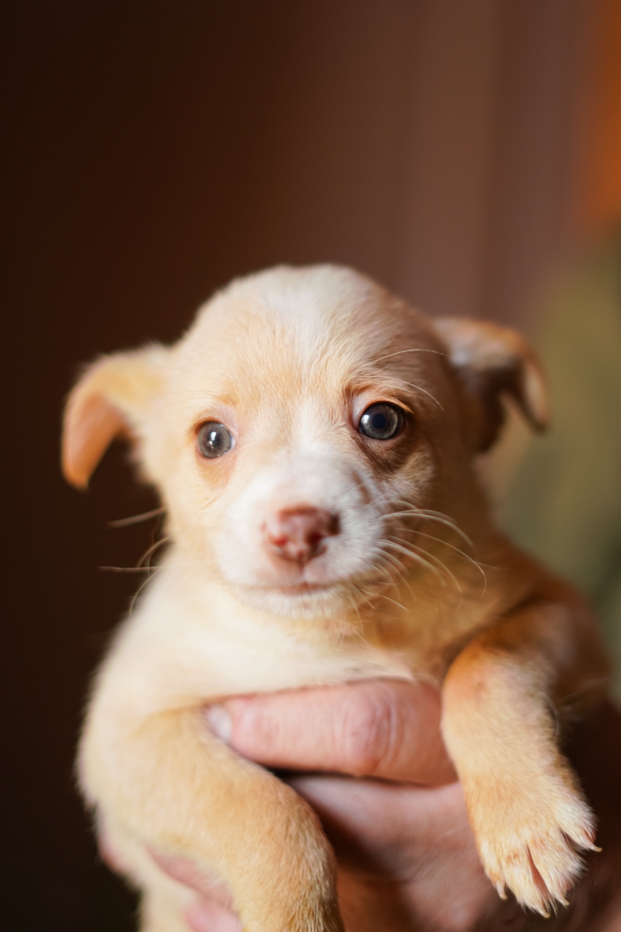 Цуценята від маленької мами!