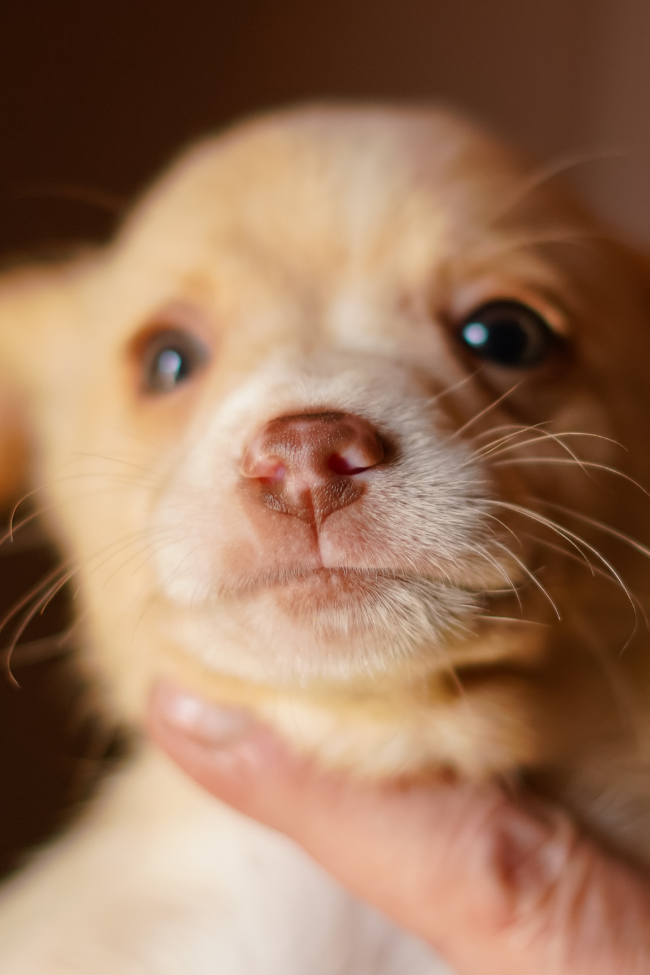 Цуценята від маленької мами!