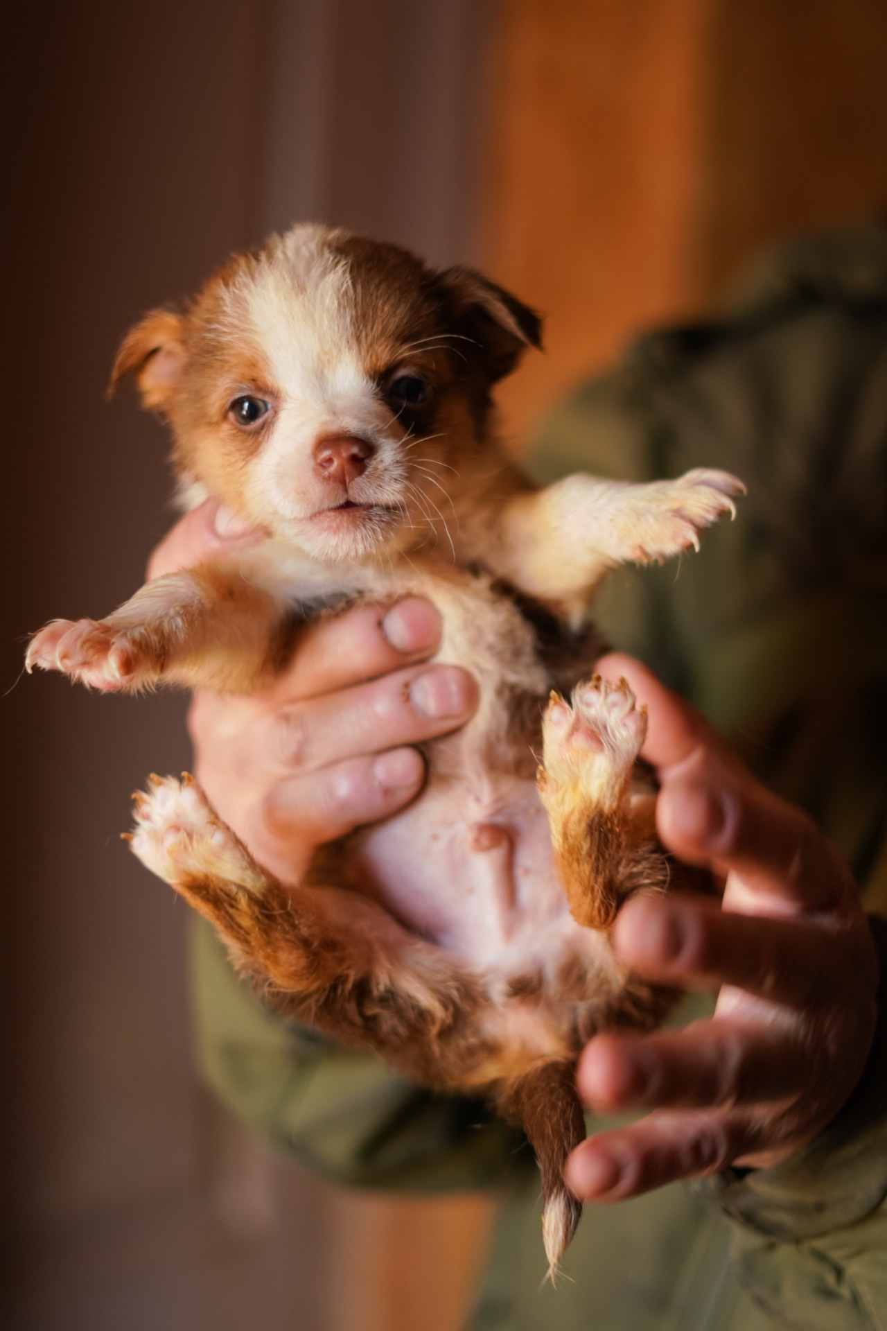 Цуценята від маленької мами!