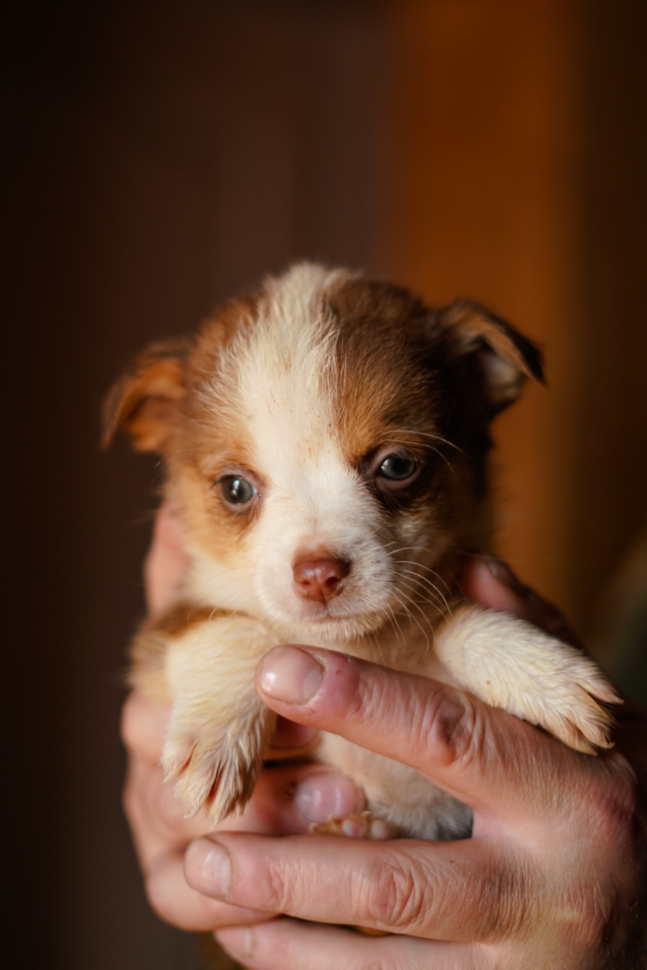 Цуценята від маленької мами!