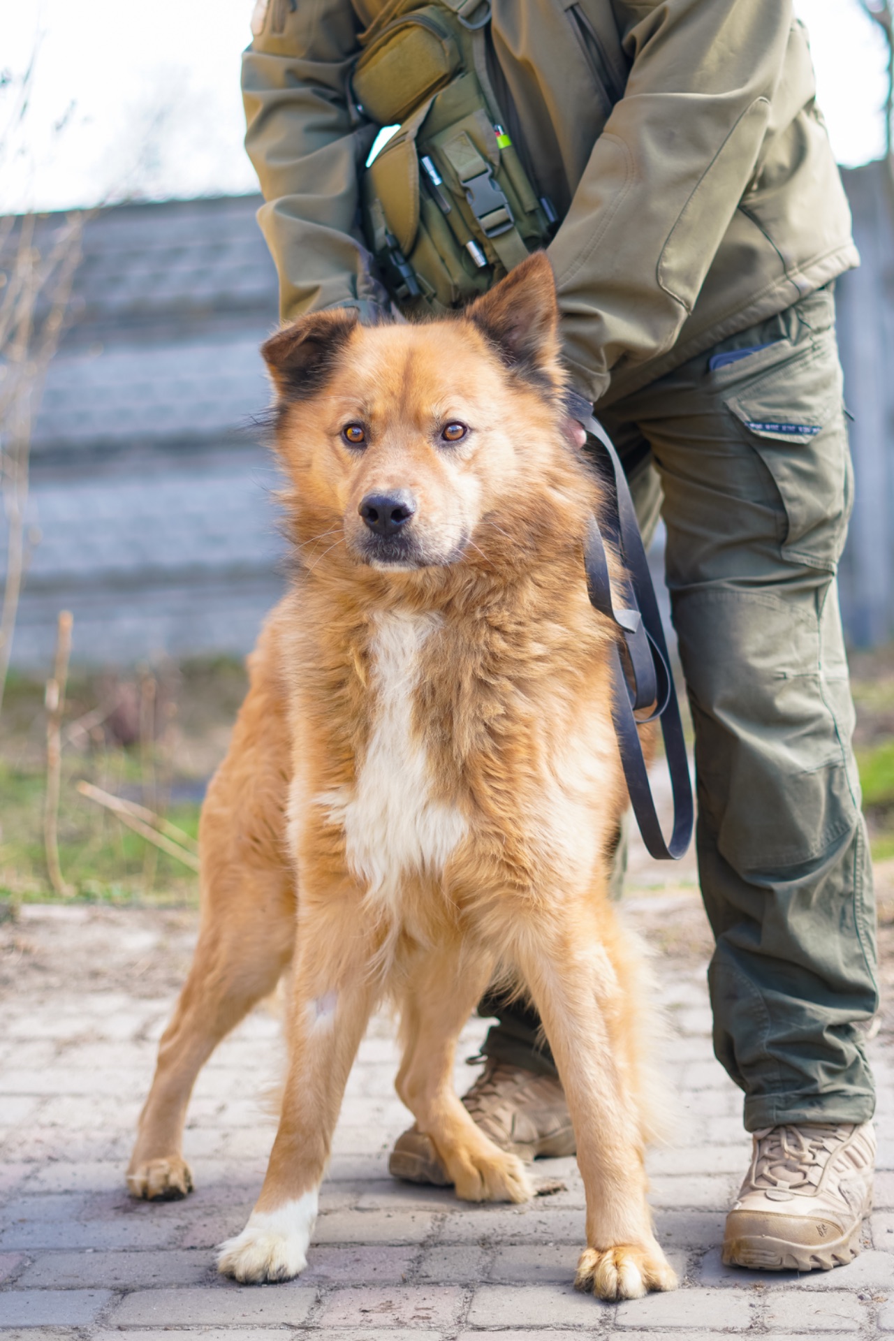 Великий красень ДАНАЙ