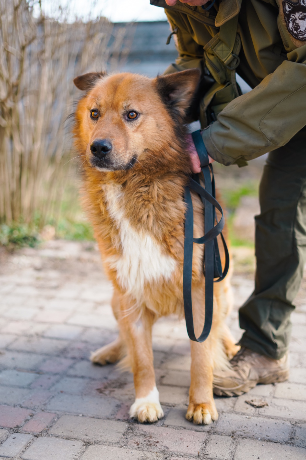 Великий красень ДАНАЙ