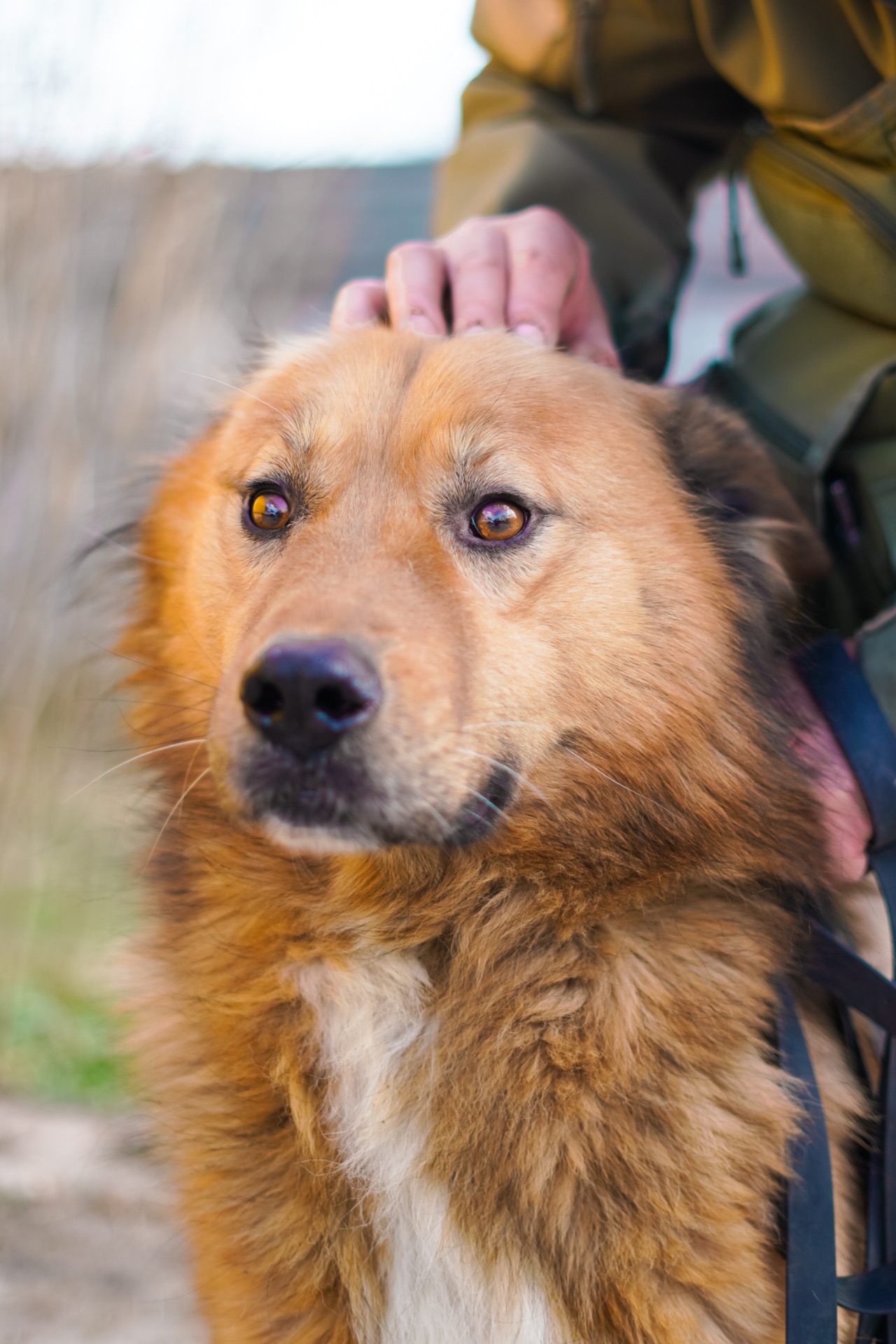 Великий красень ДАНАЙ