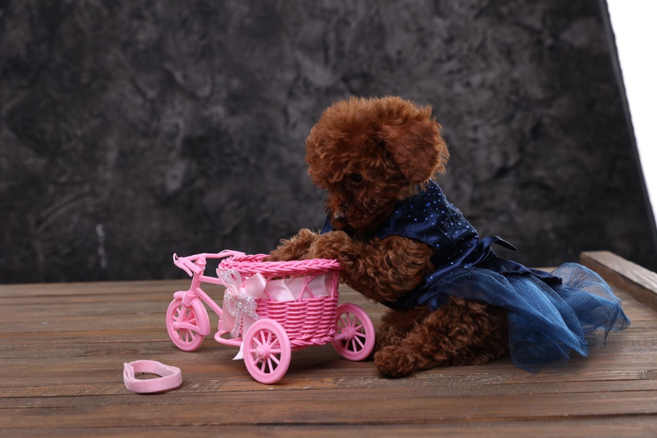 Лялькові малята той пуделя