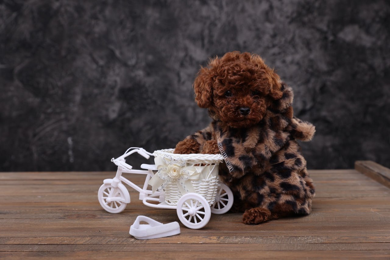 Лялькові малята той пуделя