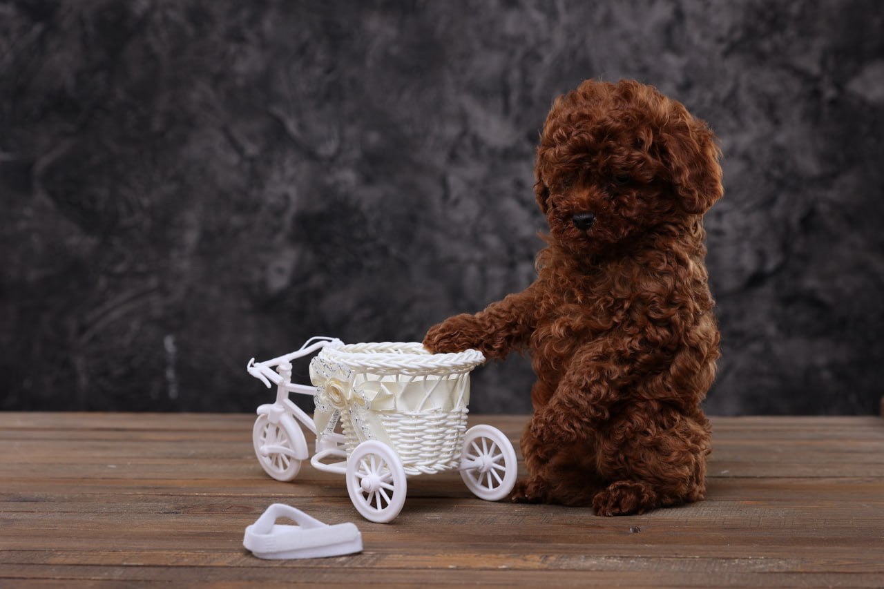 Лялькові малята той пуделя