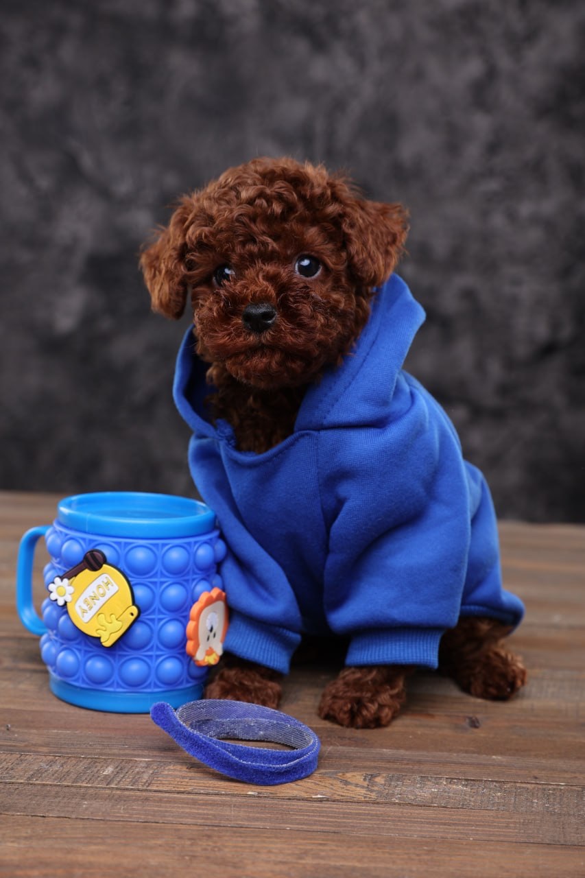 Хлопчики та дівчатка той пудель