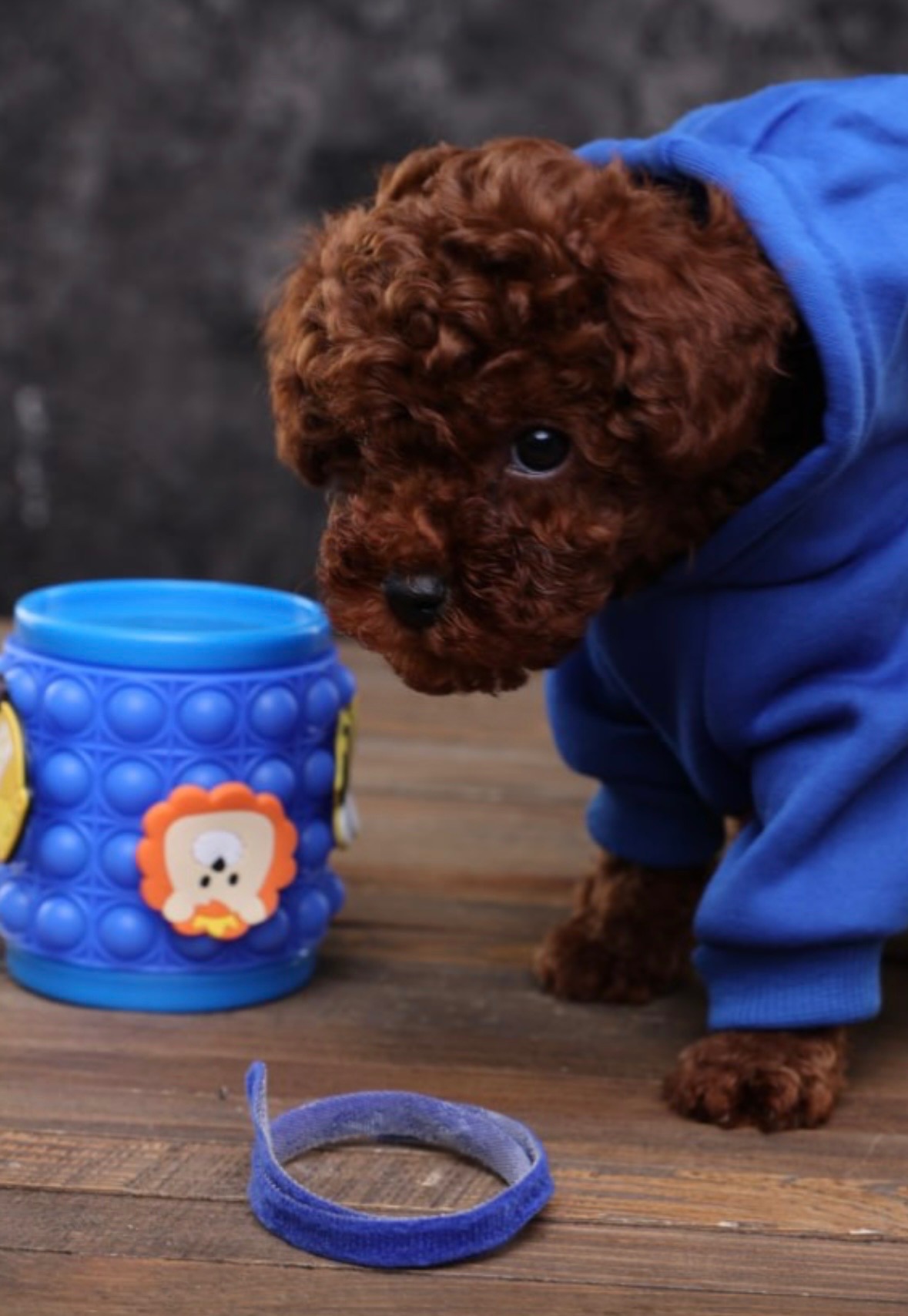 Лялькові малята той пуделя