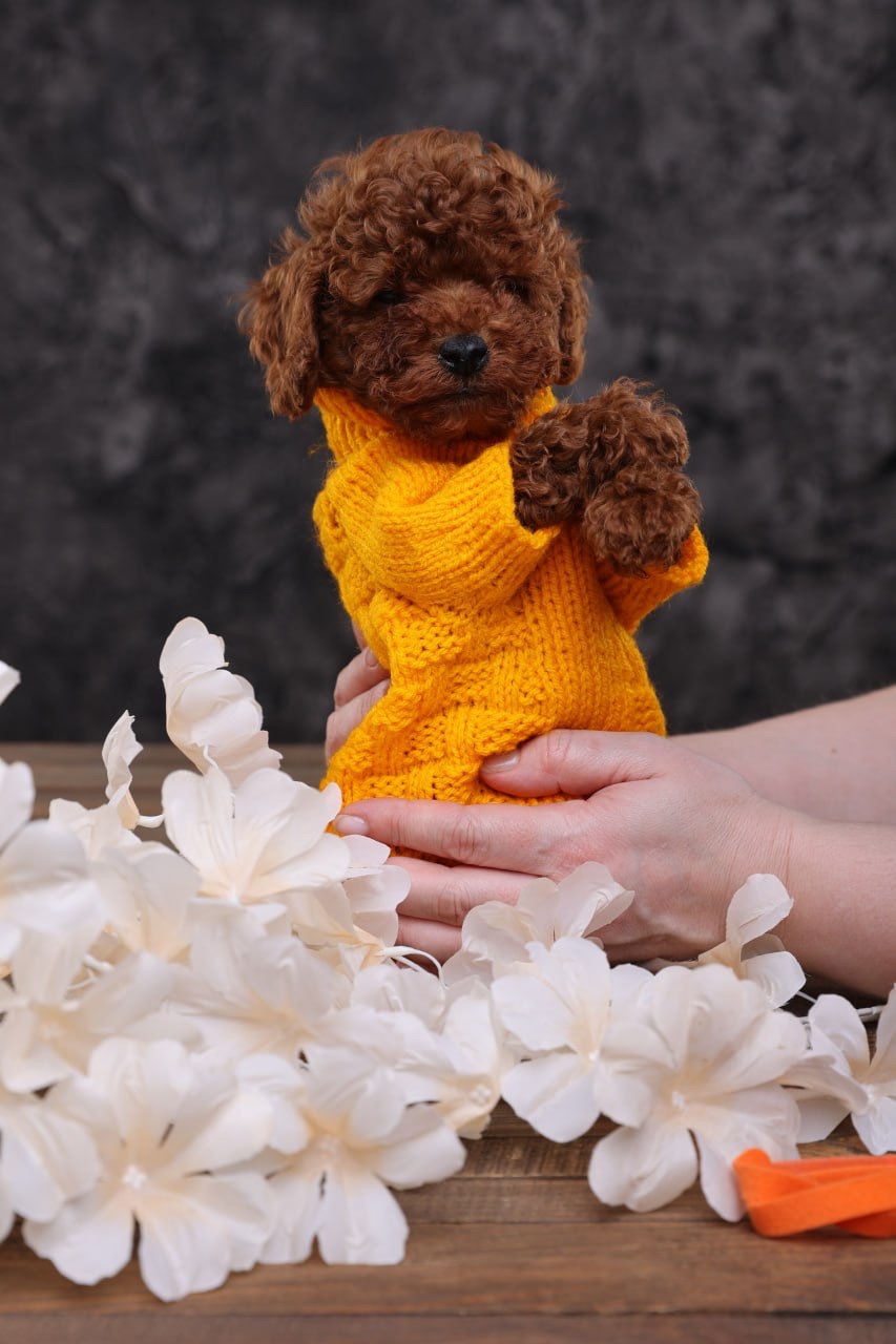 Хлопчики та дівчатка той пудель