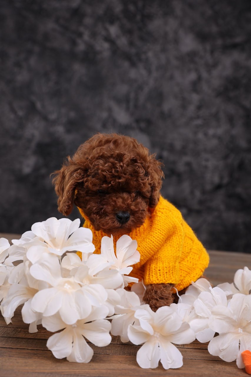 Хлопчики та дівчатка той пудель