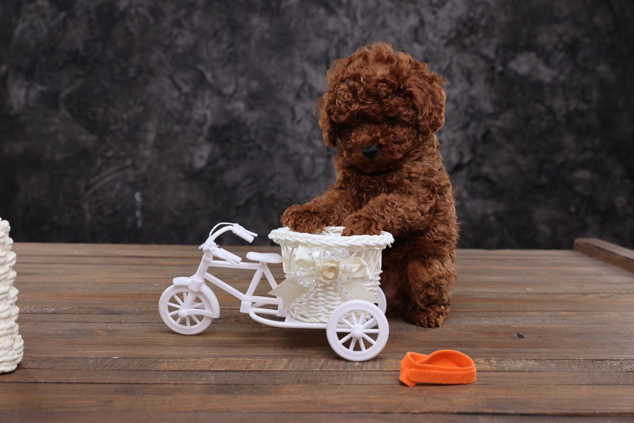 Хлопчики та дівчатка той пудель