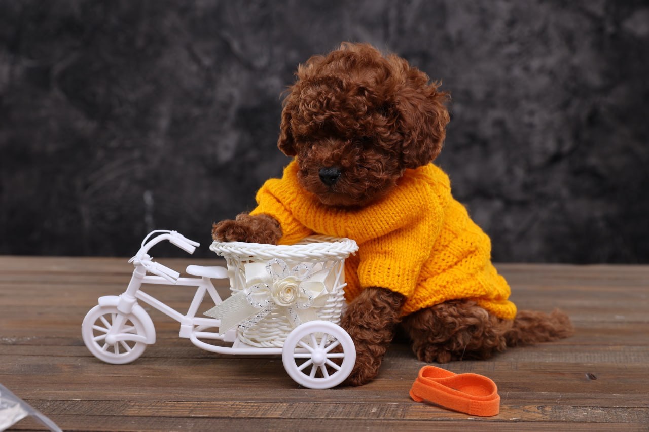 Лялькові малята той пуделя