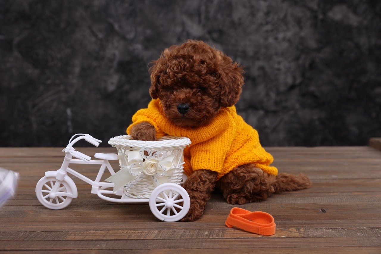 Лялькові малята той пуделя