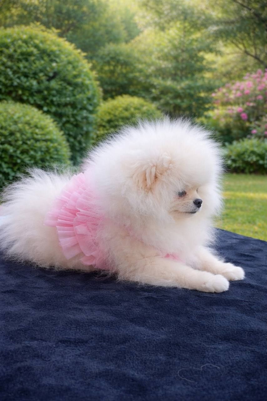 Померанський шпіц дівчинка КСУ вакцинована привчена до пелюшки