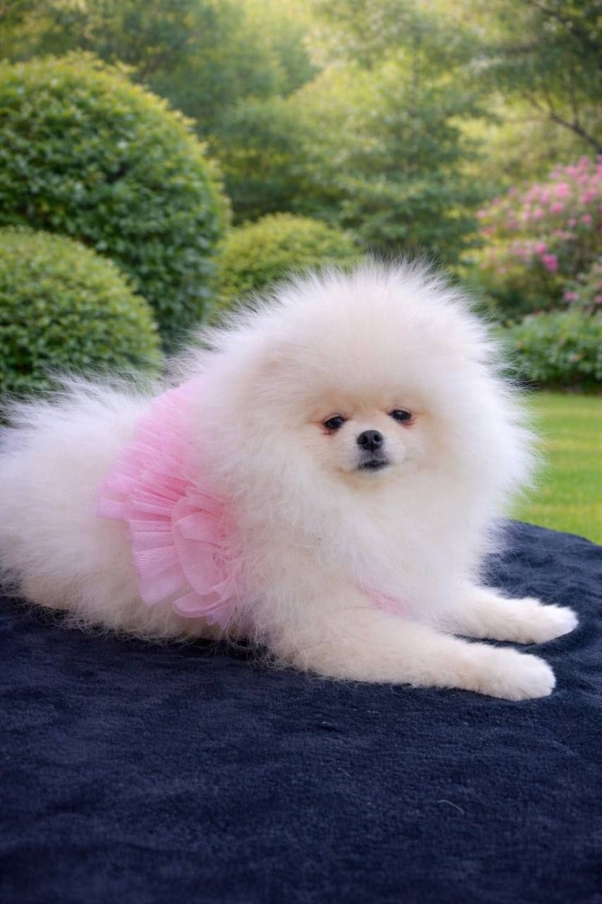 Померанський шпіц дівчинка КСУ вакцинована привчена до пелюшки