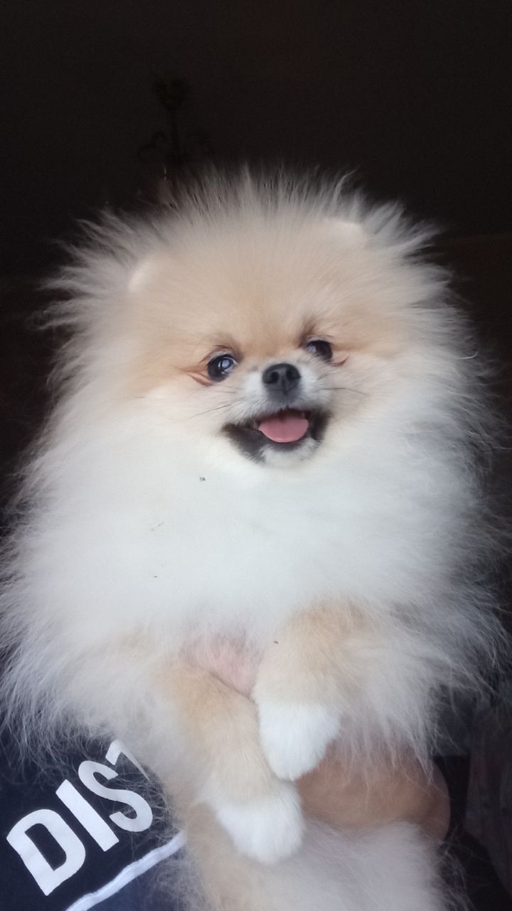 Померанський шпіц дівчинка КСУ вакцинована привчена до пелюшки