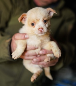 Цуценята від маленької мами!