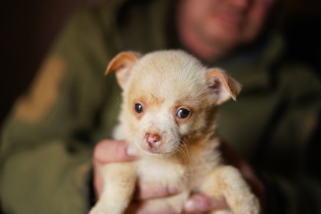Цуценята від маленької мами!