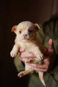 Цуценята від маленької мами!