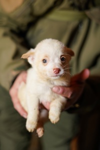 Цуценята від маленької мами!