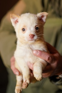 Цуценята від маленької мами!