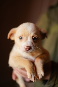 Цуценята від маленької мами!