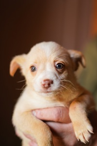 Цуценята від маленької мами!