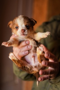 Цуценята від маленької мами!